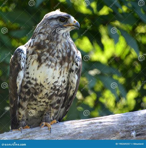 The rough-legged buzzard stock image. Image of brown - 190269257