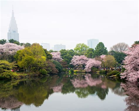 Embrace Spring With Pictures of Japan's Cherry Blossoms | Japan travel, Japan cherry blossom ...