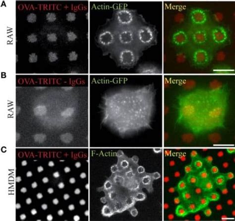 Frustrated Phagocytosis - 4Dcell