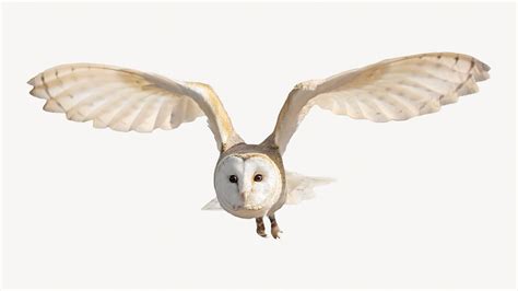 Flying barn owl, isolated animal | Free Photo - rawpixel