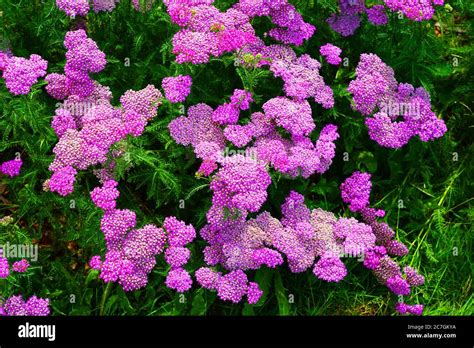 Yellow and pink flowers of achillea yarrow plant Stock Photo - Alamy