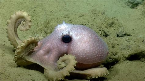 How can you tell deep-sea octopuses apart? Check their warts | Octopus species, Octopus pictures ...