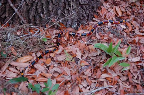 Images Gratuites : PEAR Park, Palatlakaha, central, Floride, coral snake, Micrurus fulvius ...