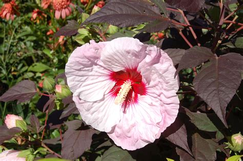 Use These Tips to Grow and Care for Hibiscus Plants | Hibiscus, Unique flowers, Shrubs for ...