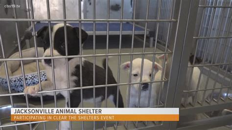 Jacksonville Animal Shelter participating in Clear the Shelters month | cbs19.tv