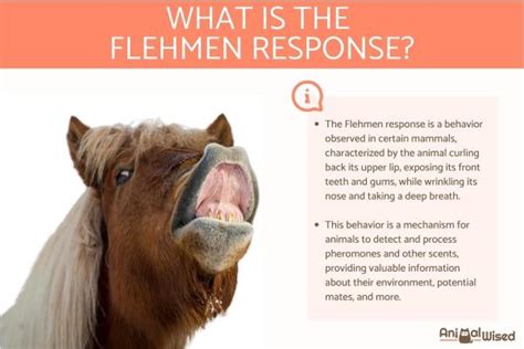 The Flehmen Response or Flehmen Position - What It Is, How It Works ...