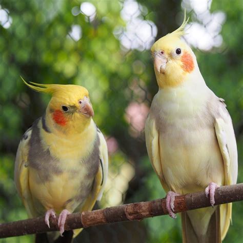 Top 10 Most Popular Pet Birds in the World