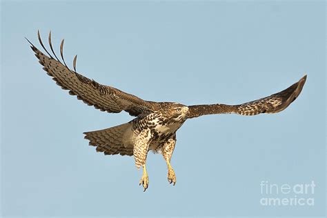 Red Tailed Hawk Hunting Photograph by Dennis Hammer - Fine Art America