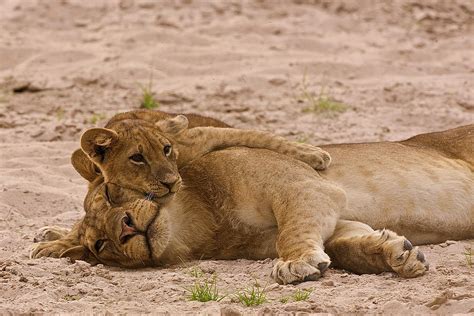 Lion cub hugs mother Photograph by Johan Elzenga - Fine Art America