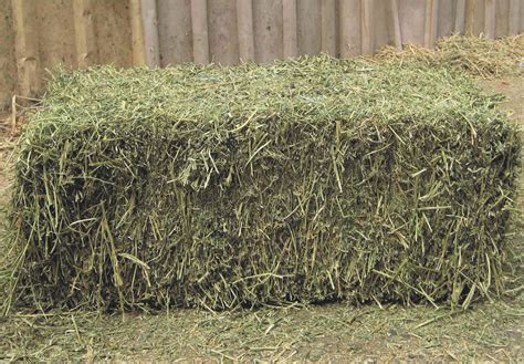 Types of Hay for Horses- Which is the most suitable? | Ranvet