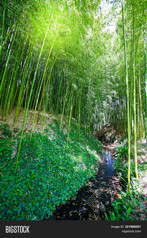 Bamboo Plantation, Image & Photo (Free Trial) | Bigstock