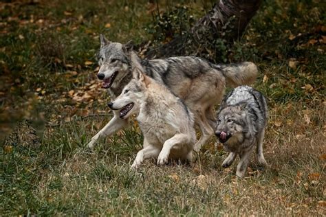 Premium Photo | Wolf pack a pack of wolves wolf pack in forest