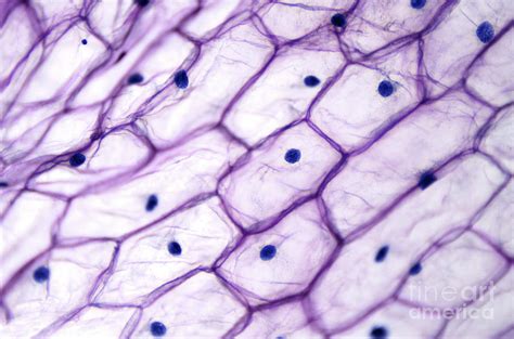 Onion epidermis with large cells under light microscope Photograph by Peter Hermes Furian - Fine ...