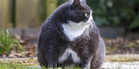 Fat Cat Tuesday: FTSE 100 Bosses Have Already Earned More Money Than ...