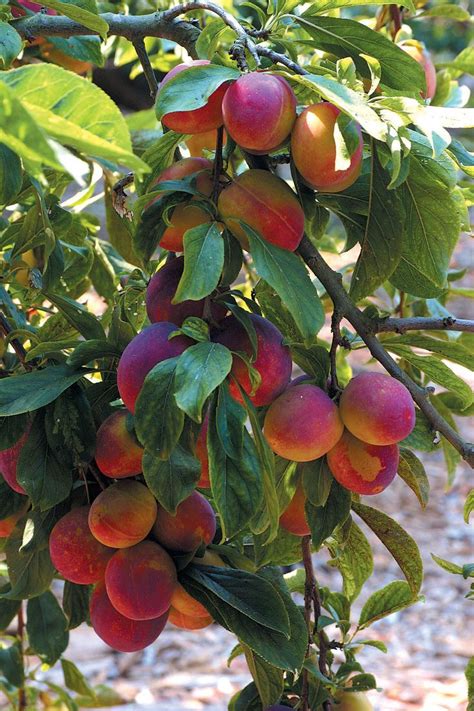 santa rosa plum tree - Google Search | Horticulture, Edible landscaping, Sustainable garden