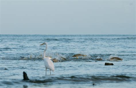 Snook Fishing Tips, Catching Trophy Snook | Sport Fishing Mag