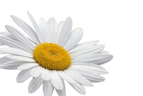 Daisy Flower White Background Free Stock Photo - Public Domain Pictures