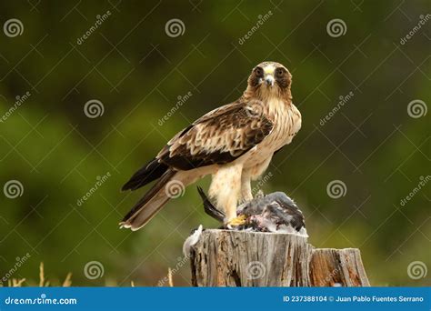 Booted Eagle Poses with Its Prey Stock Photo - Image of foxes, feeds: 237388104