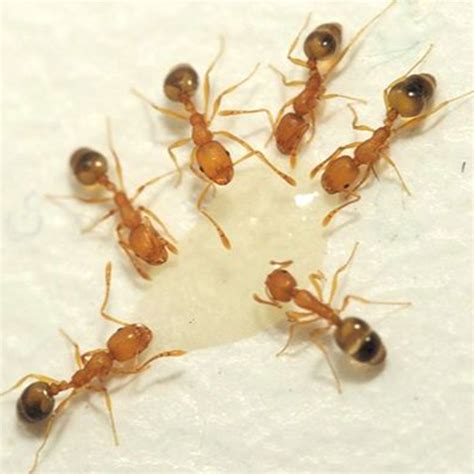 Pharaoh Ant Identification & Info | Insect IQ, Inc - Pest Control & Extermination Services