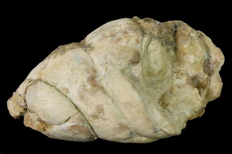 2.4" Cretaceous Shark Coprolite (Fossil Poop) - Kansas (#136439) For Sale - FossilEra.com