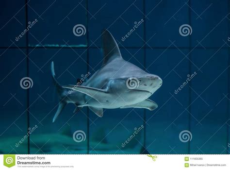 Sandbar shark stock image. Image of squallo, ridge, blue - 111605365