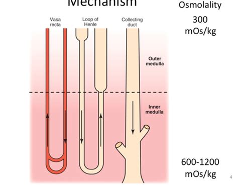 Medullary Osmotic Gradient and Urine Concentration Flashcards | Quizlet