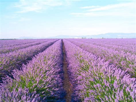 Lavender Farming – Tips On Growing A Field Of Lavender