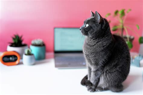 Cat On A Desk At Home With Laptop, Plants And Alarm Clock At Morning Photograph by Cavan Images