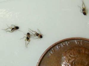 Phorid Fly Identification, Habits & Behavior | Batzner Pest Control in WI