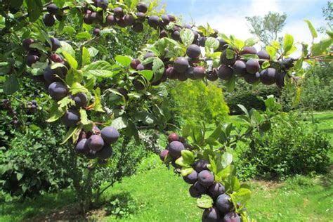 Davidson plum Facts, Health Benefits and Nutritional Value