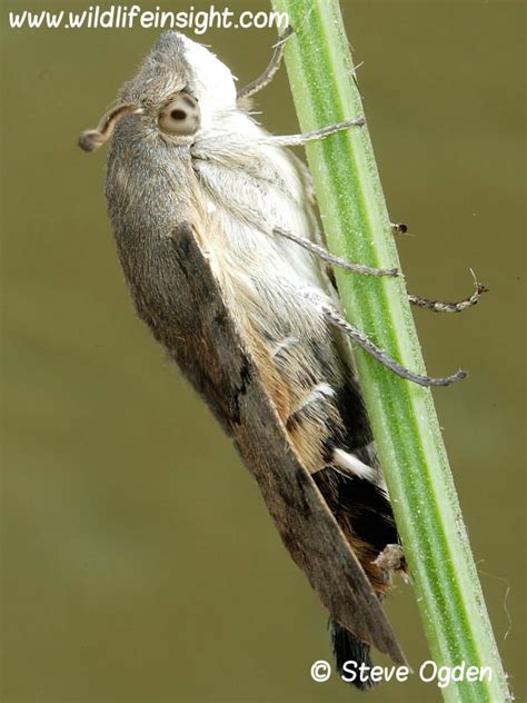 Hummingbird Hawk Moth And Hummingbird