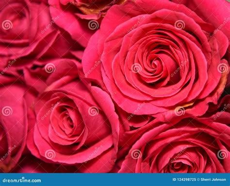 Dark Pink Rose Bouquet stock image. Image of patterns - 124298725