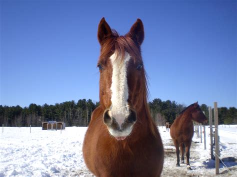 Brown Horse Free Stock Photo - Public Domain Pictures