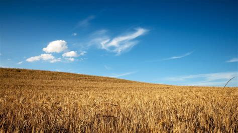 Wheat Field Wallpapers - Top Free Wheat Field Backgrounds - WallpaperAccess