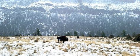 5 Winter Activities to Enjoy in Cody Wyoming - Cody Lodging Co