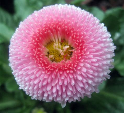 Heirloom 2000 Seeds English Daisy Bellis Perennis Tasso