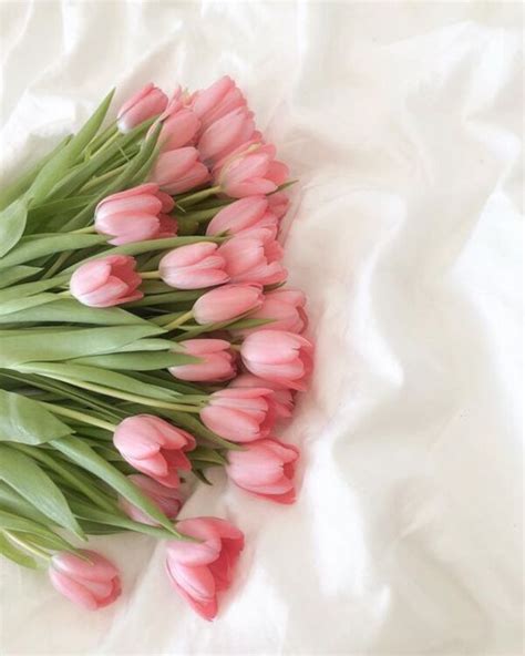 Top 70 Hình Ảnh Hoa Tulip Đẹp Nhất Cho Điện Thoại, Máy Tính