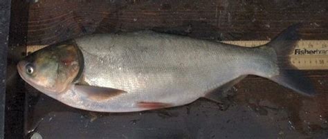 Silver Carp (Invasive Species of Ohio) · iNaturalist