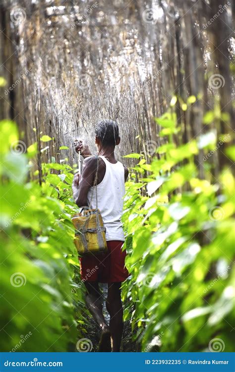 Cultivation of Betel Leaf in India, Bihar Editorial Image - Image of green, india: 223932235