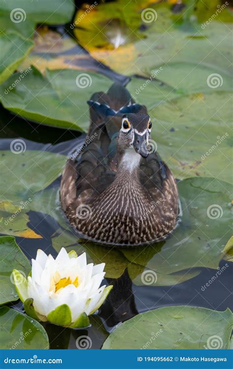 A Female Wood Duck Swimming beside a Lotus Flower. Stock Photo - Image of fauna, duck: 194095662