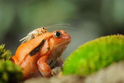 Tomato Frog Care Sheet: Diet, Habitat, & More Tips for New Owners