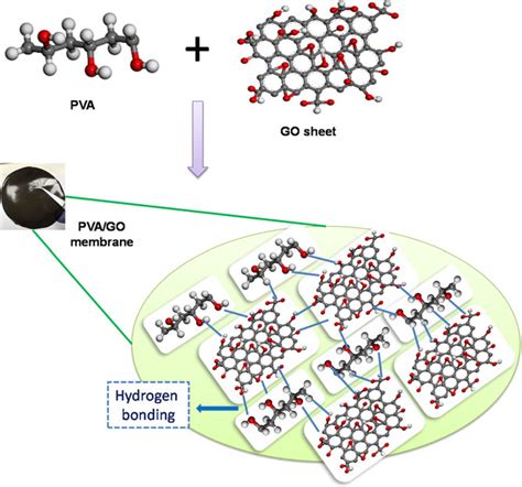 Illustration of crosslinked PVA/GO composite polymer membranes ...