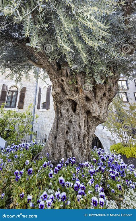 An Ancient Olive Tree in Jerusalem, Israel Stock Photo - Image of tree ...