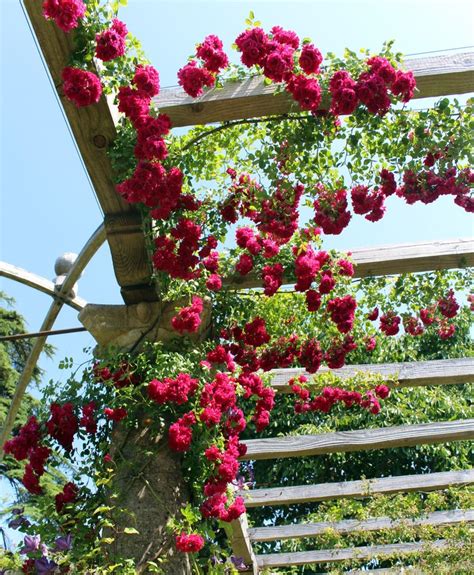 Climbing Rose Pergola - markanthonystudios.net