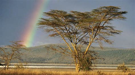 1080P free download | Tree with rainbow background, tree, rainbow, with, background, HD ...