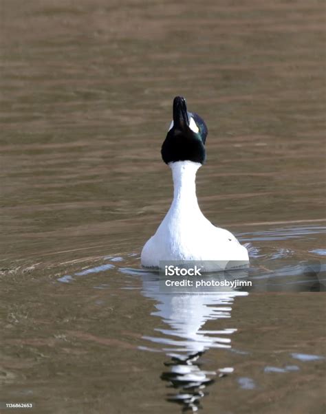 Goldeneye Duck Stock Photo - Download Image Now - Animal Body Part ...