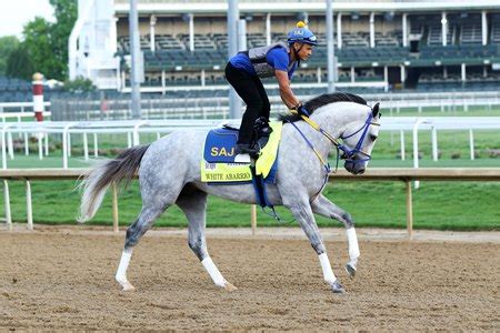 White Abarrio Headed to Haskell Stakes at Monmouth Park - TrueNicks.com