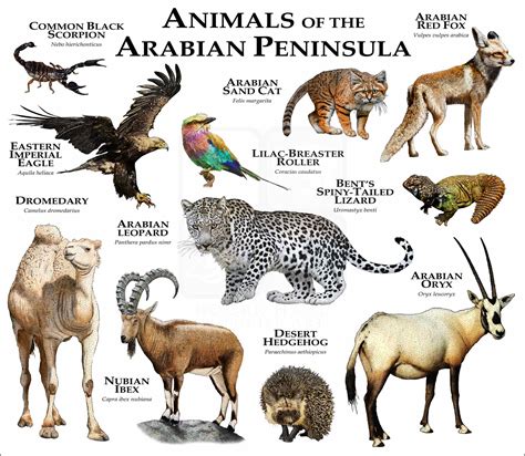 Common Animals