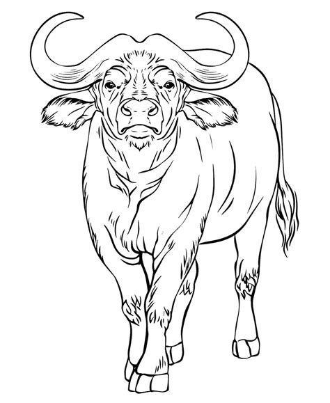 Premium Vector | Buffalo vector black and white line drawing