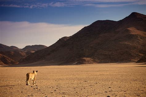 Vanishing Kings: Desert Lions Of Namib - National Geographic - Your favourite shows